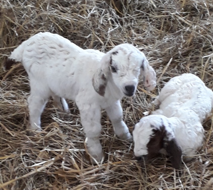 Næste rundvisning lørdag 27. april 2019