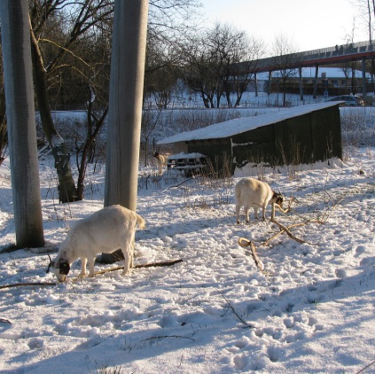 Andelssamfundet, geder