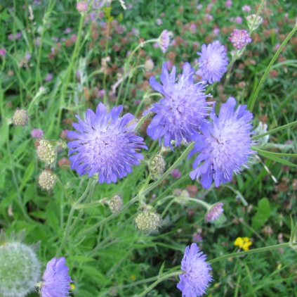 Andelssamfundet - natur_blåhat