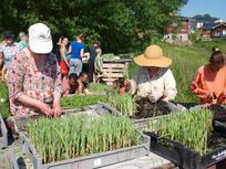 Andelssamfundet, grøntsagsordningen