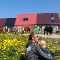 Andelssamfundet_køer på græs